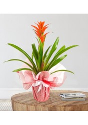 Guzmania