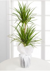 2 li Dracena Marginata Saksı Çiçeği